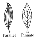 Parallel and Pinnate Veining