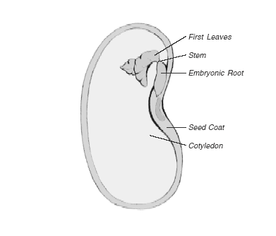 label parts of a bean