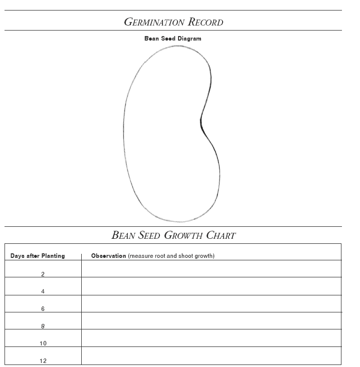 Bean Seed Growth Chart