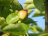 in a pear tree.JPG (1527492 bytes)