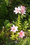 pink lily.JPG (462747 bytes)