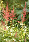 red astilbe.JPG (582371 bytes)