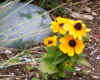yellow flower.jpg (833214 bytes)