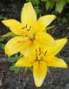 yellow lily.JPG (675811 bytes)