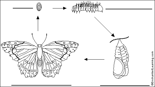Millipede diagram to label