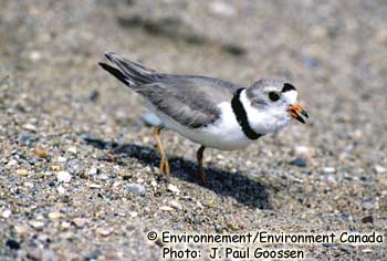 Piping Plover melodus subspecies Photo 1