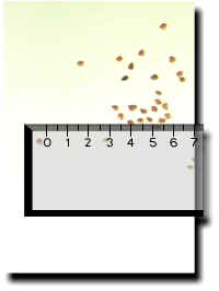 Tomato seeds scattered over a ruler to give an idea of how small they are