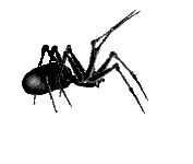 animated spider